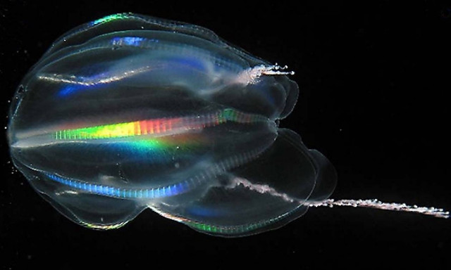 Έλληνας επιστήμονας αποκαλύπτει: Δεν φαντάζεστε ποιος είναι ο πρόγονος των ανθρώπων