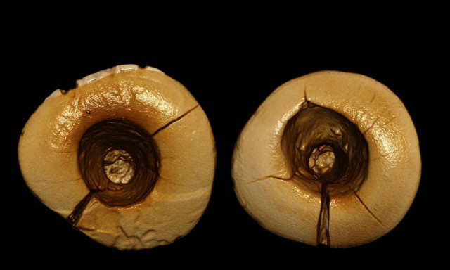 Δεν θα πιστεύετε πόσο χρόνων είναι το πρώτο... σφράγισμα