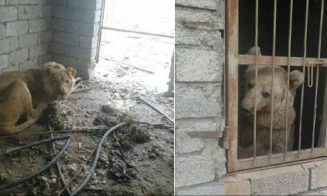 «Πρόσφυγες» στην Ιορδανία οι τελευταίοι επιζώντες του ζωολογικού κήπου της Μοσούλης (videos)