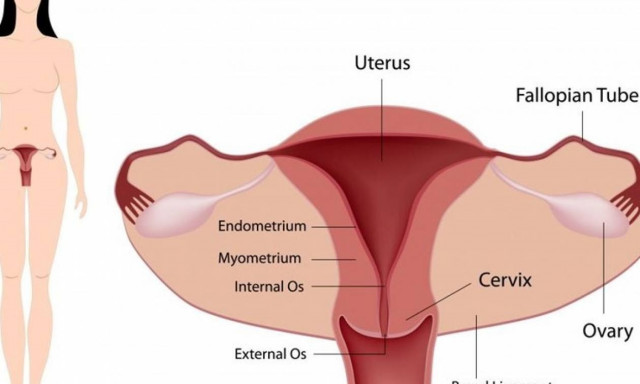Επιστήμονες κατάφεραν να δημιουργήσουν γυναικείο ενδομήτριο στο εργαστήριο