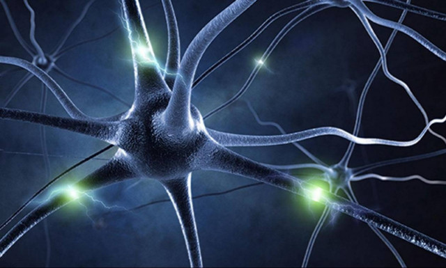 Νέα ανακάλυψη ανατρέπει όσα γνωρίζαμε για το πώς σχηματίζεται η μνήμη στον εγκέφαλο