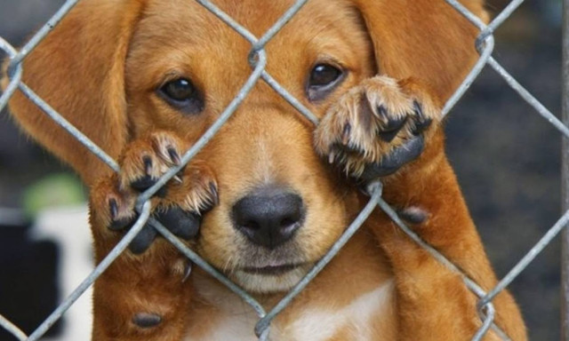 Τι ζητά η Εισαγγελία του Αρείου Πάγου για όσους συλλαμβάνονται να βασανίζουν ζώα