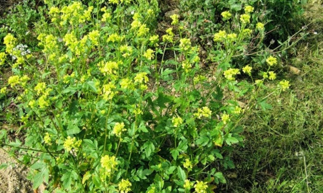 Πόσοι γνωρίζετε πώς λέγεται αυτό το συνηθισμένο κατακίτρινο ανοιξιάτικο αγριολούλουδο; (pics)