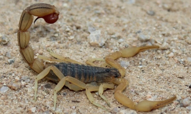 Νέος πανικός σε πτήση της United: Σκορπιός τσίμπησε επιβάτη (vid)