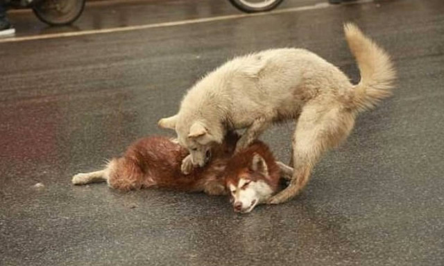 Συγκινητικό βίντεο: Σκύλος θρηνεί φίλο του και προσπαθεί να τον επαναφέρει στη ζωή