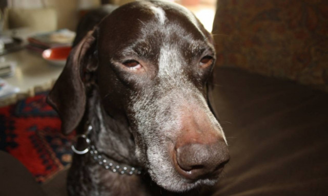 Η συγγνώμη των σκύλων