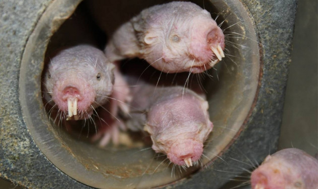 Απίστευτο: Δείτε το γυμνό τυφλοπόντικα που το παίζει… φυτό και αντέχει 18 λεπτά χωρίς οξυγόνο!