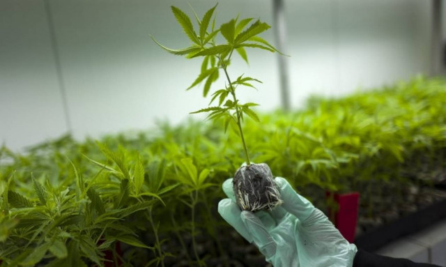 Προς νομιμοποίηση η φαρμακευτική κάνναβη με βάση το πόρισμα του ΕΟΦ