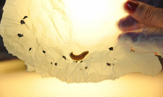 Ανακαλύφθηκε έντομο που τρώει πλαστικά και είναι έτοιμο να σώσει τον πλανήτη!