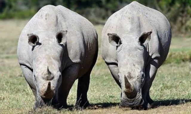 Ρινόκερος ψάχνει το άλλο του μισό… στο Tinder!