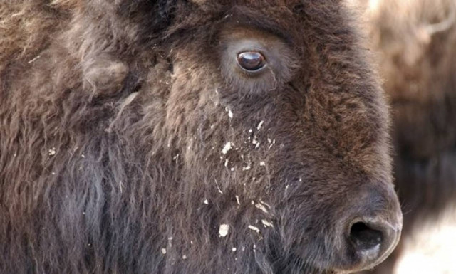 Καναδάς: Γεννήθηκε ο πρώτος βίσωνας μετά από 140 χρόνια