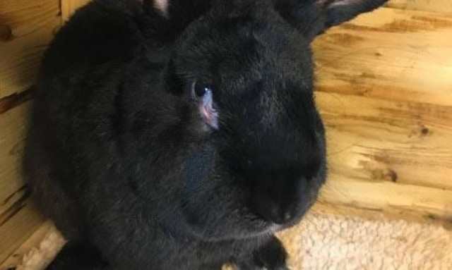 Νέο πλήγμα για την United Airlines: Γιγάντιος λαγός πέθανε στον αέρα (photos)