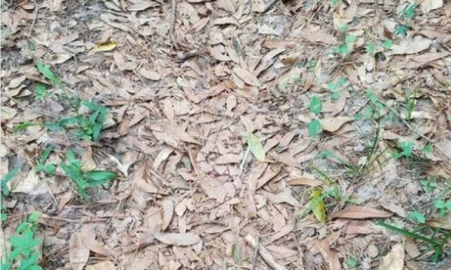 Το κουίζ που δεν θα λύσεις ποτέ: Πού κρύβεται το φίδι (photo)