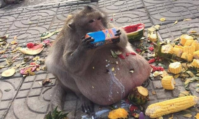 Ταϊλάνδη: Υπέρβαρος μακάκος 15 κιλών εισήχθη σε κέντρο αδυνατίσματος! (pics+vid)