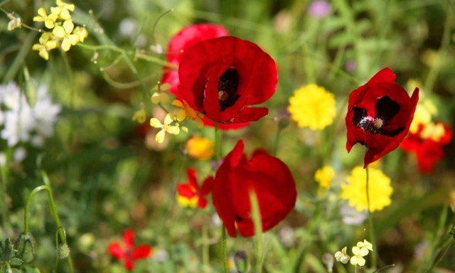 Weather forecast: Fair on Wednesday (03/05/2017)