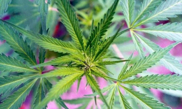 Συνελήφθη με 26 δέματα κάνναβης