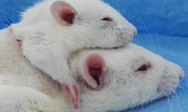 Θα ζήλευε και ο Φράνκεσταιν: «Τρελός» επιστήμονας κατάφερε την πρώτη μεταμόσχευση κεφαλιού (Pic+Vid)