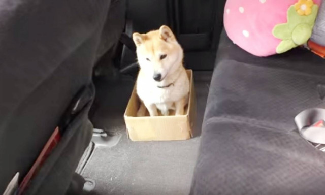 Θα λιώσετε! Ο ιδιοκτήτης κάνει «καψόνι» στον σκύλο του και στο τέλος εκείνος… (vid)