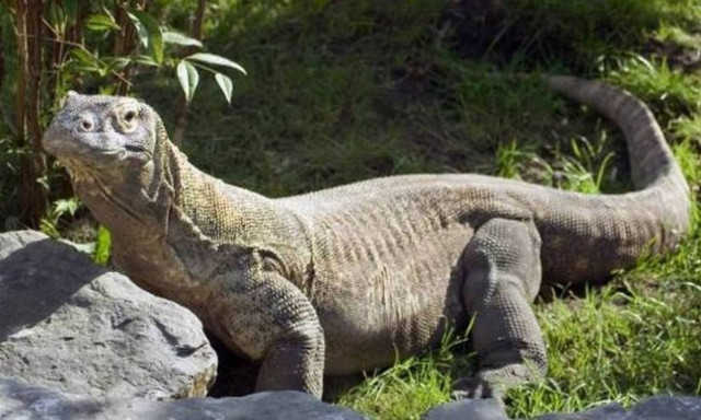 Σκληρές εικόνες: Δράκος του Κομόντο επιτέθηκε σε τουρίστα