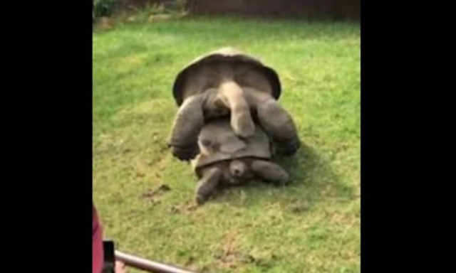 Έχετε… ακούσει ποτέ χελώνες να κάνουν σεξ; Δεν θα πιστεύετε στα αυτιά σας! (video)