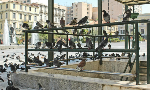 Έχεις αναρωτηθεί ποτέ γιατί δεν βλέπεις μωρά περιστέρια; Αν δεις, κάτι σοκαριστικό έχει συμβεί!