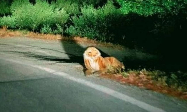 Εμφανίστηκε τίγρης στην Κρήτη; (pic)