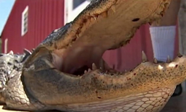 Δεκάχρονη σώθηκε μόνη της από επίθεση αλιγάτορα - Άνοιξε τα σαγόνια του και έβγαλε το πόδι της (vid)