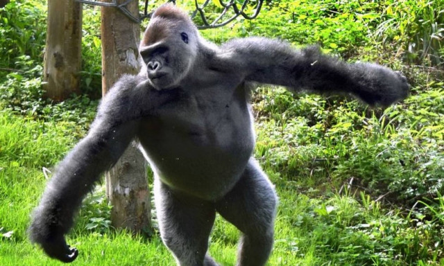 Γορίλας χορεύει μπαλέτο και τρελαίνει κόσμο! (pics)