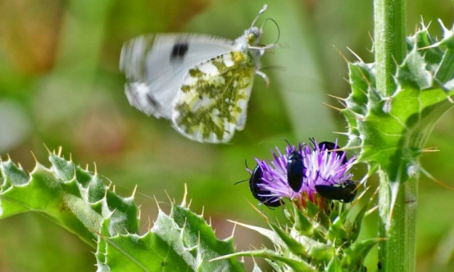 Weather forecast: Mostly fair on Thursday (11/05/2017)