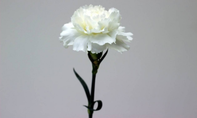 Ημέρα της Μητέρας 2017: Γιατί ένα λευκό γαρύφαλλο αρκεί ως ύμνος στη μητρότητα