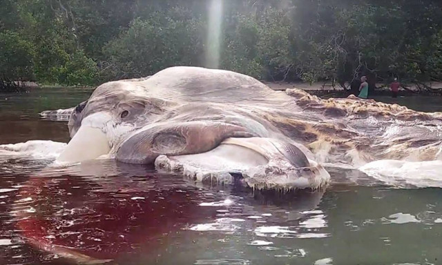 Μυστήριο με τεράστιο κουφάρι «τέρατος» που ξέβρασε η θάλασσα (Pics+Vid)