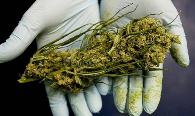 Ηράκλειο: Συνελήφθη 34χρονος για κατοχή φυτών κάνναβης