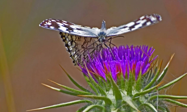 Weather forecast: Mostly fair on Saturday (20/05/2017)