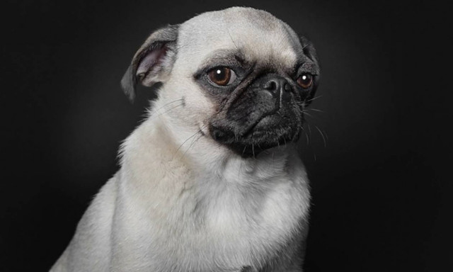 Viral: Έντεκα φωτογράφοι που μετέτρεψαν τις φωτογραφίες κατοικιδίων ζώων σε μορφή τέχνης