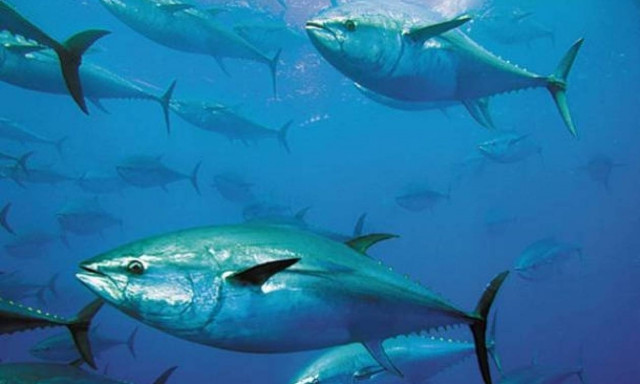 Εύβοια: Η απίστευτη ψαριά κάνει το γύρο του διαδικτύου! Έπιασαν τόνο 358 κιλών (pics&vids)