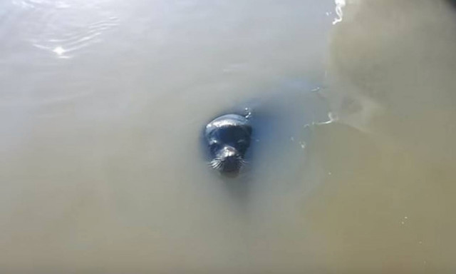 Τρομακτικό βίντεο: Θαλάσσιο λιοντάρι αρπάζει κοριτσάκι και το ρίχνει στο νερό