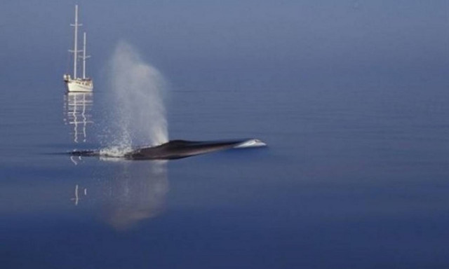 Αναστάτωση στη Σύρο: Φάλαινα 12 μέτρων κολυμπούσε στο λιμάνι! (photos)