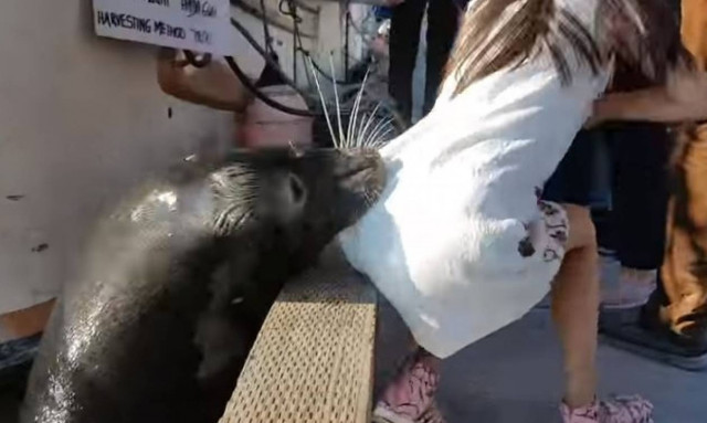 Το κοριτσάκι που άρπαξε ο θαλάσσιος λέοντας κάνει θεραπεία για επικίνδυνη ασθένεια