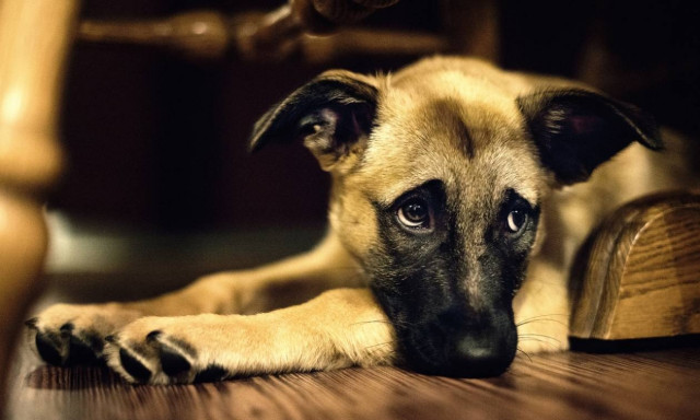 Δημιουργήθηκε το πρώτο σύστημα τεχνητής νοημοσύνης που κάνει διάγνωση του πόνου σε ζώα