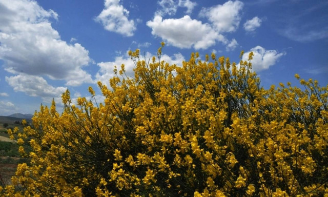 Weather forecast: Mostly fair on Monday (05/06/2017)