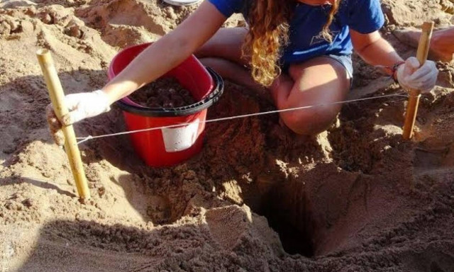 Βρέθηκε η πρώτη φωλιά της χελώνας καρέτα - καρέτα στην Κρήτη