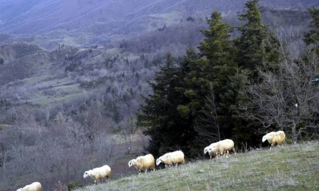 ΟΠΕΚΕΠΕ - Αιγοπρόβειο κρέας: Αυτά είναι τα νέα ποσά της συνδεδεμένης ενίσχυσης