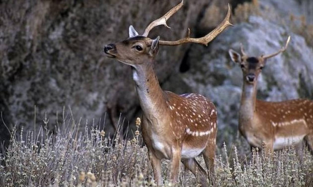 Ρόδος: Επιχείρηση διάσωσης για ελάφι που παγιδεύτηκε σε δίχτυα αγροκτήματος (vid)