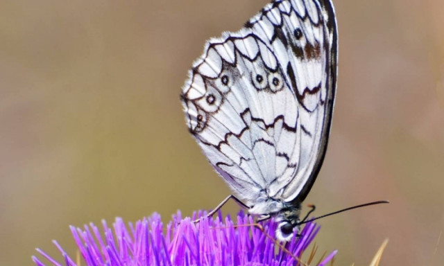 Weather forecast: Mostly fair on Tuesday (13/06/2017)