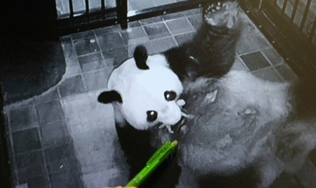 Κάμερα βιντεοσκοπεί γιγαντιαίο πάντα να γεννά το μωρό του σε ζωολογικό κήπο στην Ιαπωνία!