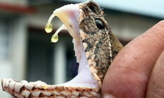 Σοκ! Ήθελε να την πάρει μαζί του: Τον δάγκωσε φίδι κι αυτός στη συνέχεια δάγκωσε τη γυναίκα του