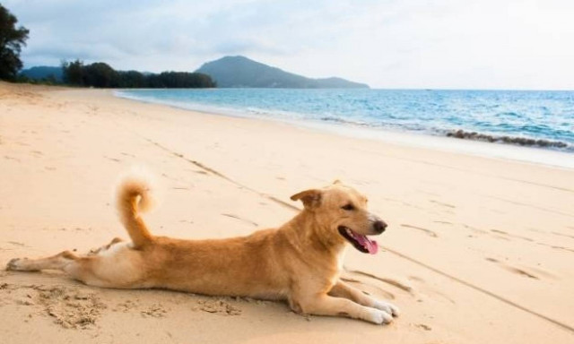 (ΠΡΟΣΟΧΗ)!! Πράγματα που πρέπει να προσέχουν οι ιδιοκτήτες σκύλων το Καλοκαίρι!