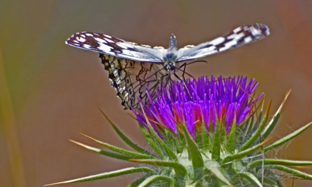 Weather forecast: Mostly fair on Tuesday (20/06/2017)