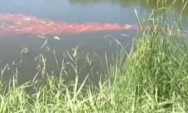 Είχαν πάει επίσκεψη σε λίμνη όταν είδαν ξαφνικά μπροστά τους... (video)