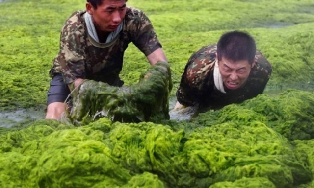Επικίνδυνο, πράσινο φύκι απειλεί τη θαλάσσια ζωή!